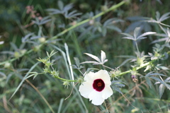 Hibiscus cannabinus